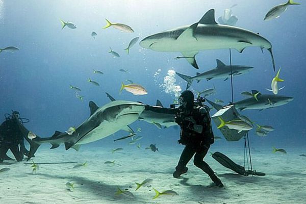 Nadar entre tiburones